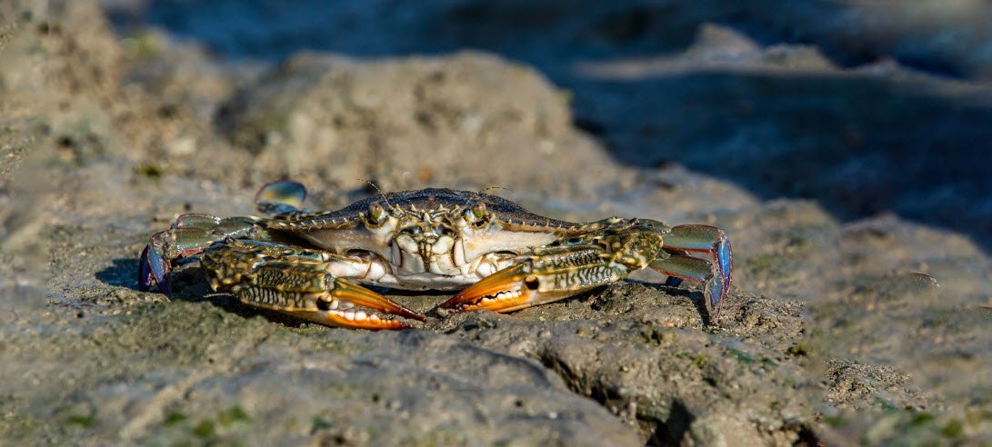 Marine Wildlife Sanctuary